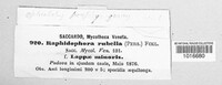 Leptospora rubella image